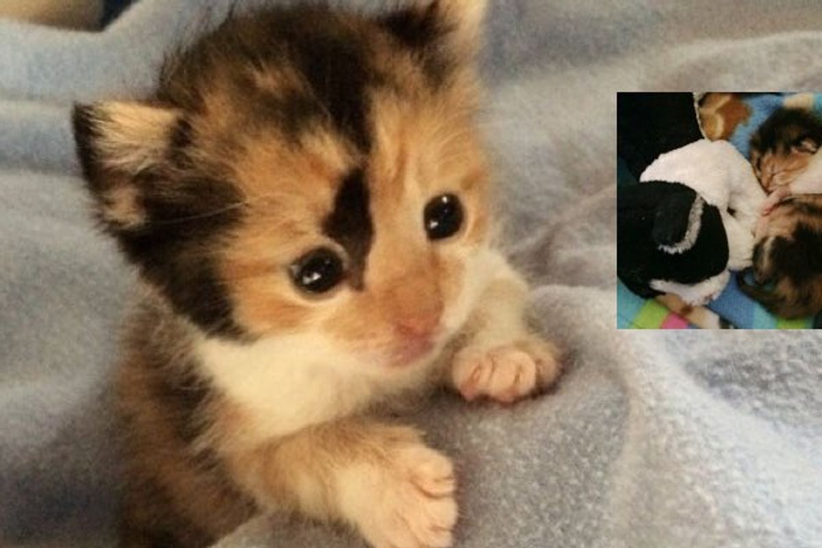 Tiny Calico Kitten Rescued Hours After Birth