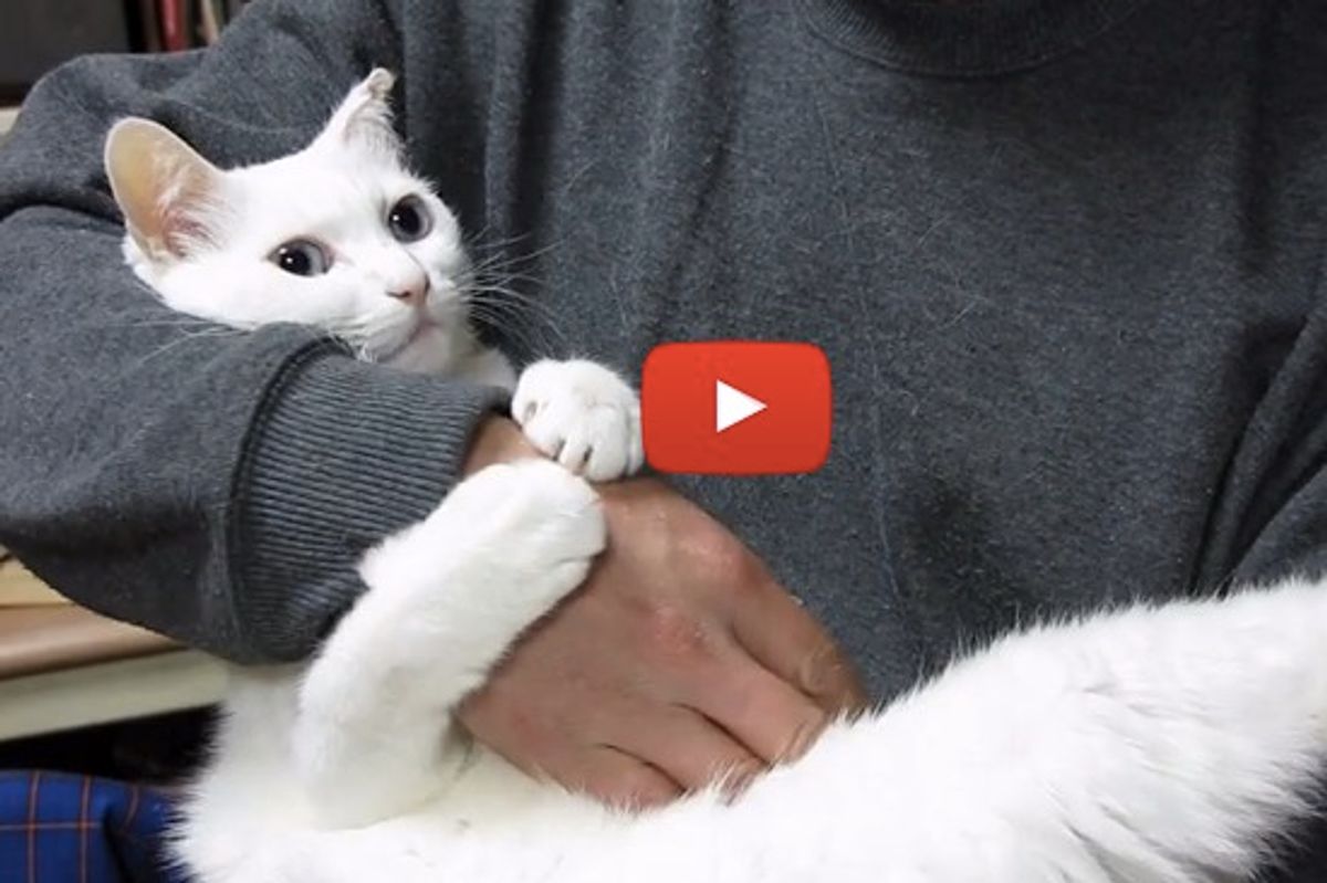 Hugging Cat Demands Belly Rubs