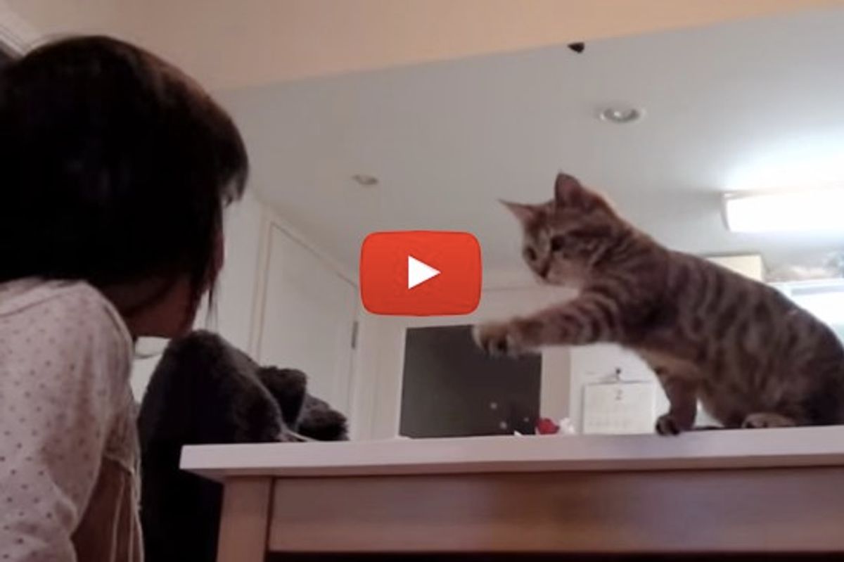 Kitten Playing Hide And Seek With Her Giggly Sister