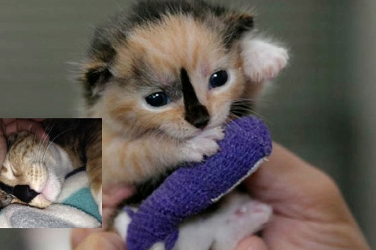 US veteran with disability came to shelter and found a special cat