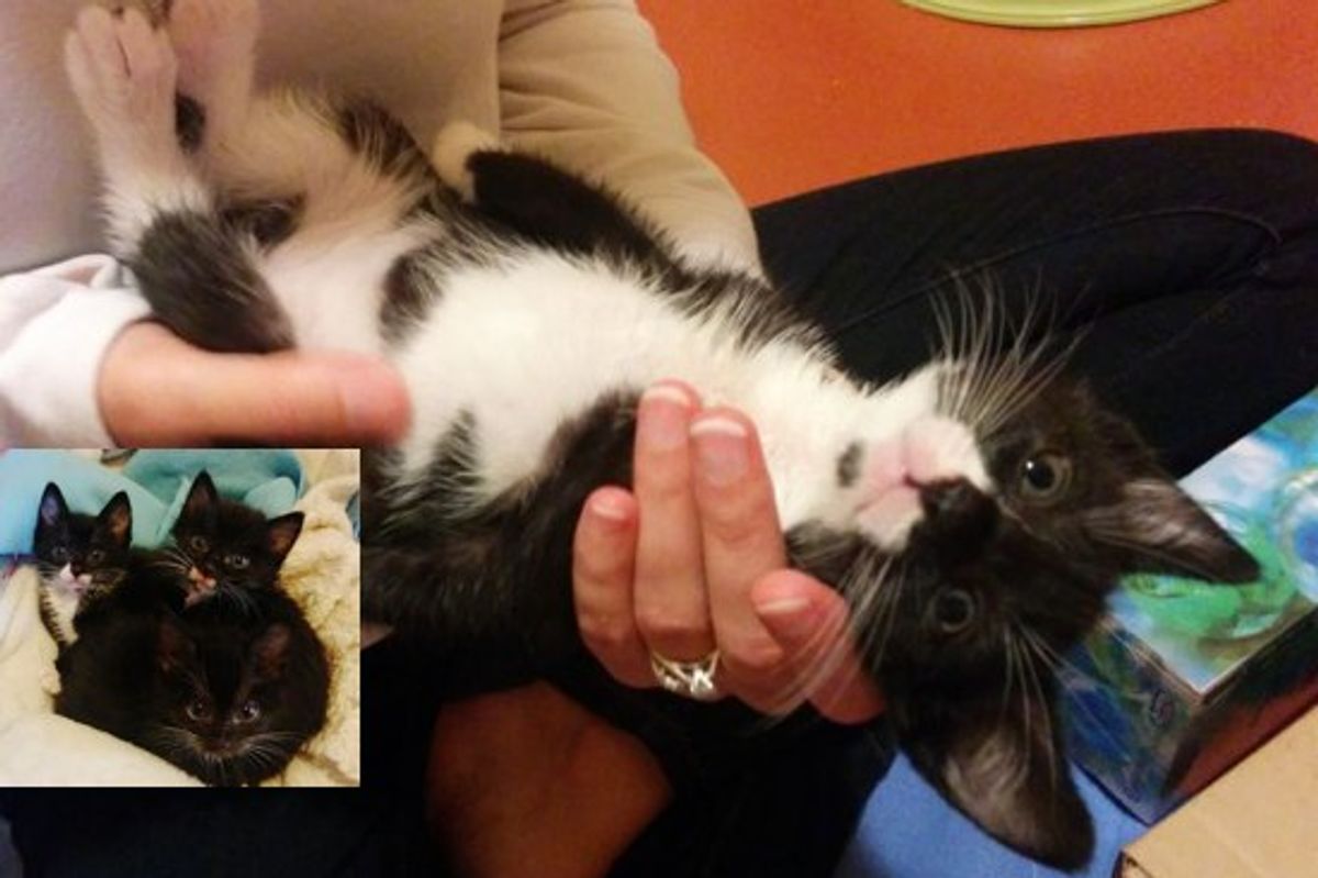 Three Little Wobblers - Groot, Gamora, and Nova