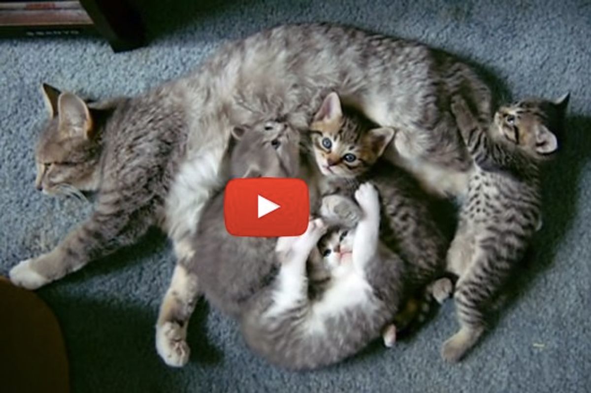 It's A Cuddle Puddle!