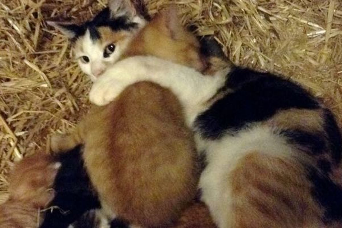 Cat Mama Adopts Big Kitten from the Farm