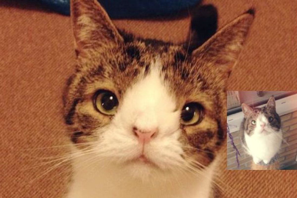 Monty The Special Cat With A Big Heart