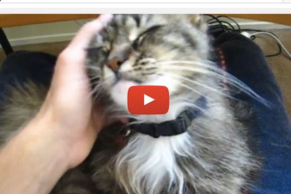 Cat Demands To Be Petted Right Meow!