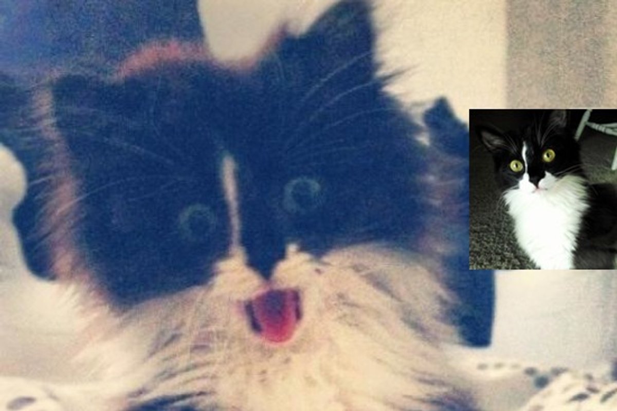 Little Stray Cat, Homeless No More!