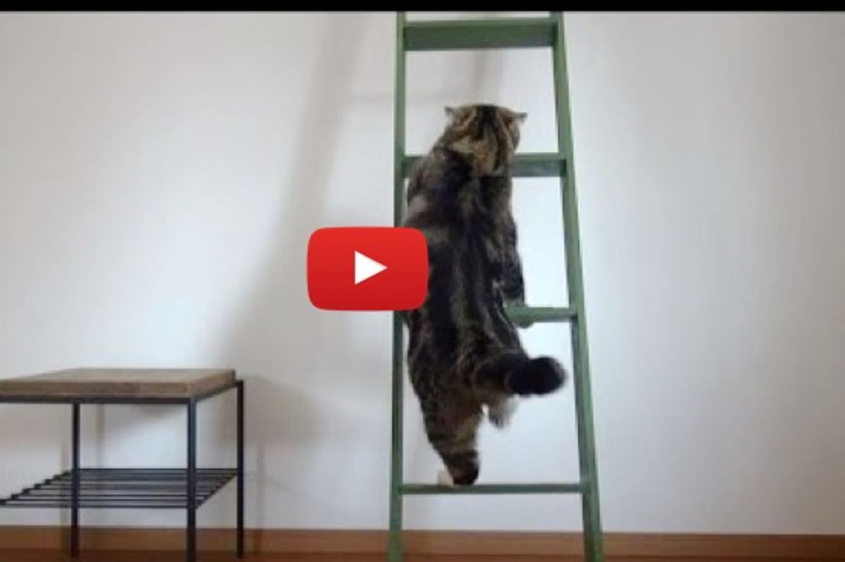 Maru And Hana Meets Ladder