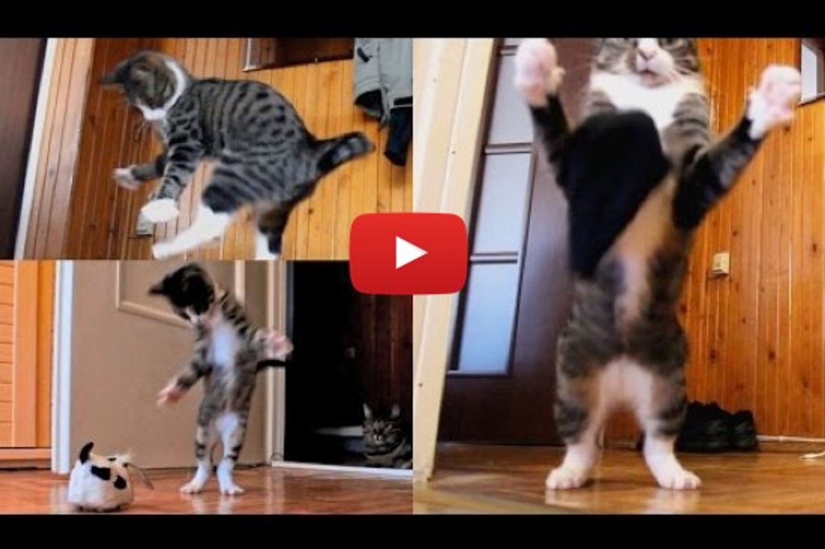 Hyper Cat In Crazy Mode