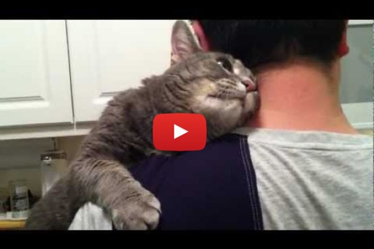 Ophie The Cat Wants Attention And Love