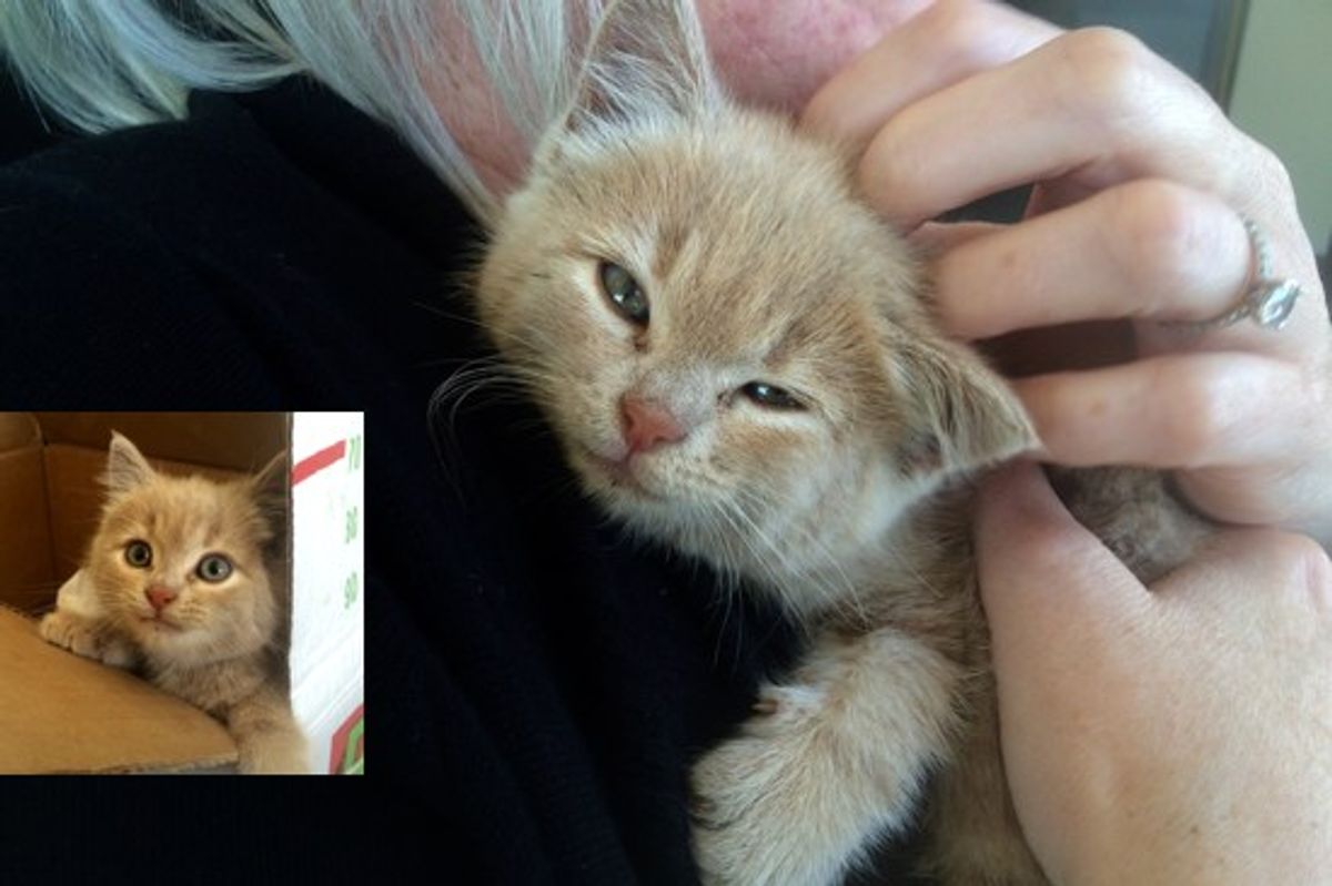 Kitten Found In A Wheel Well By Workers