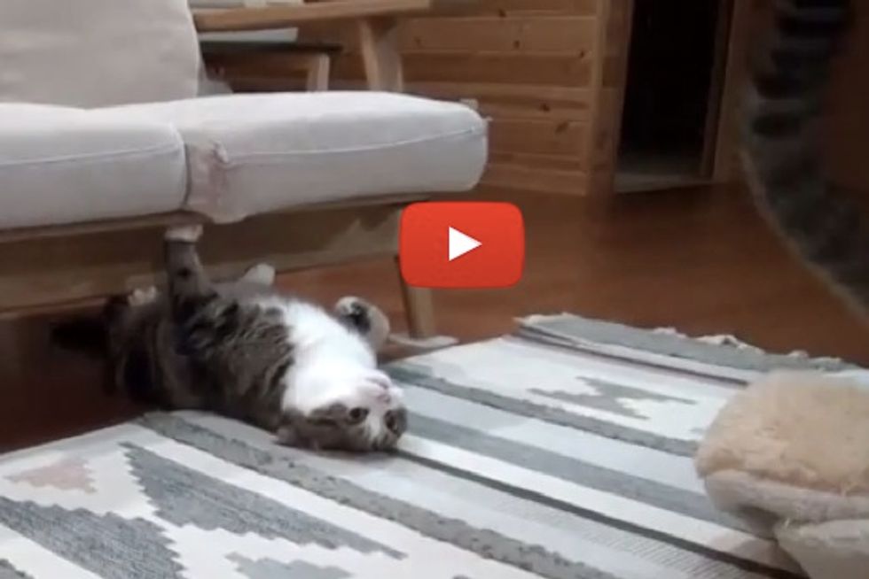 Maru And Hana Playing Hide And Seek
