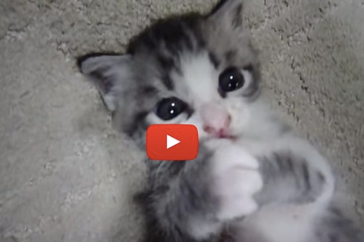Kitten Falls Asleep To Belly Rubs