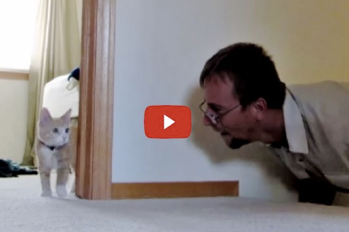 Kitten Plays Chase And Pounce With Dad