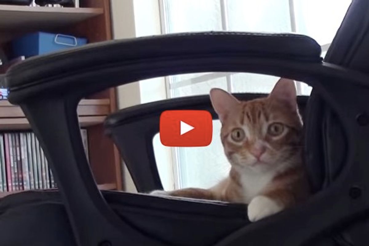What It's Like To Work With Cats!