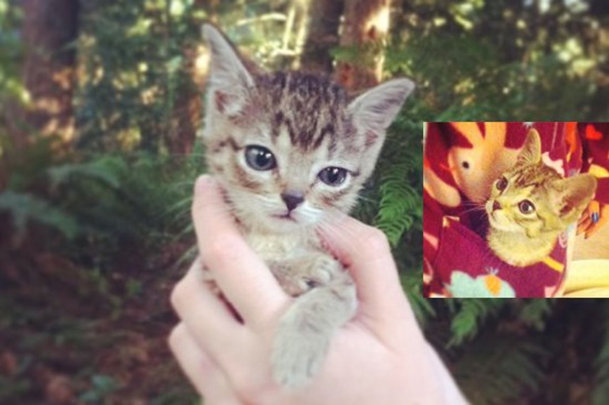 Pocket Sized Kitten Gets A Second Chance