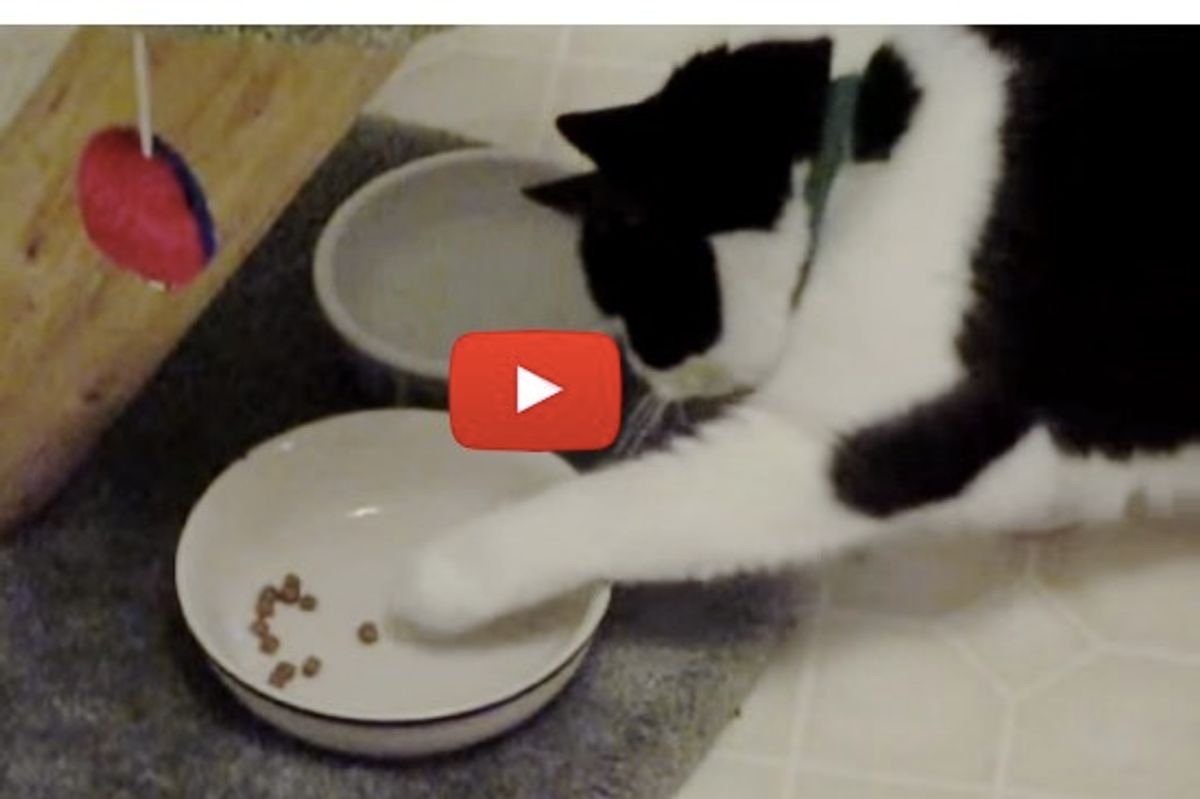 Ambidextrous Cat, Scoop, Scooping