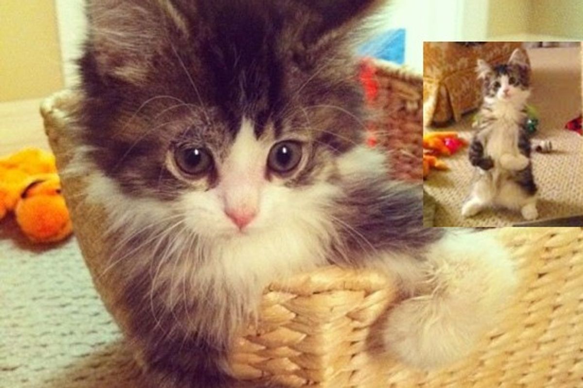 Pippin The Cat Happily Living His Cat Life On Two Legs