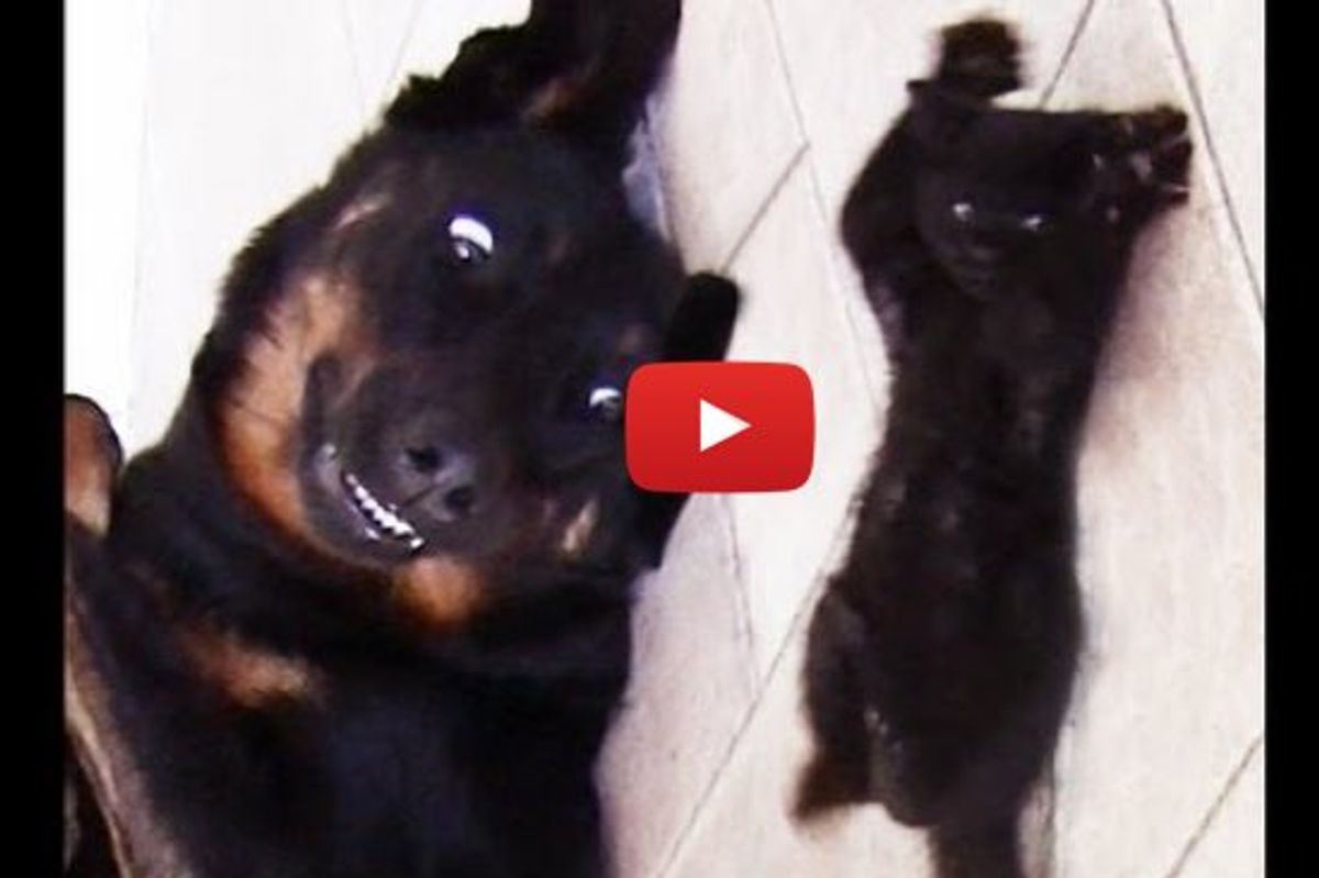 Cute Kitten Shaolin Wants To Play With Dog