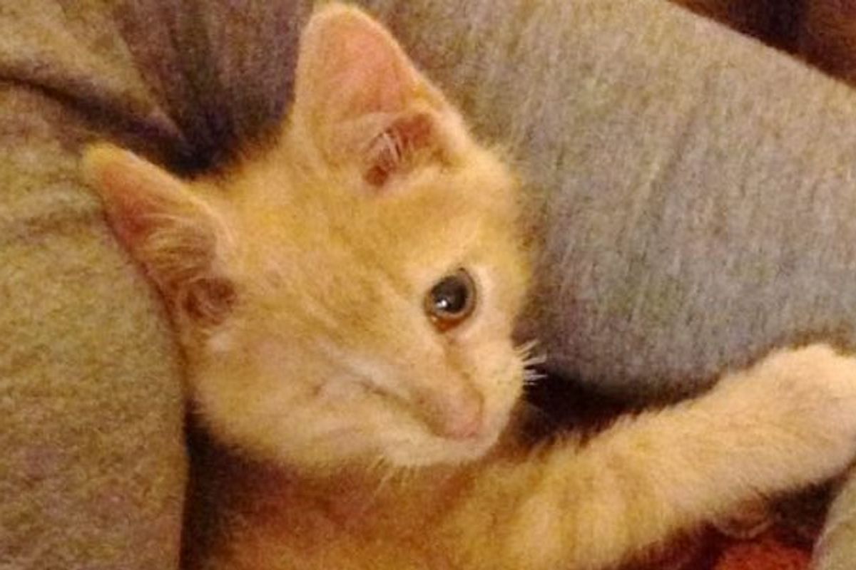 Aragorn The One-eyed Ginger Cat