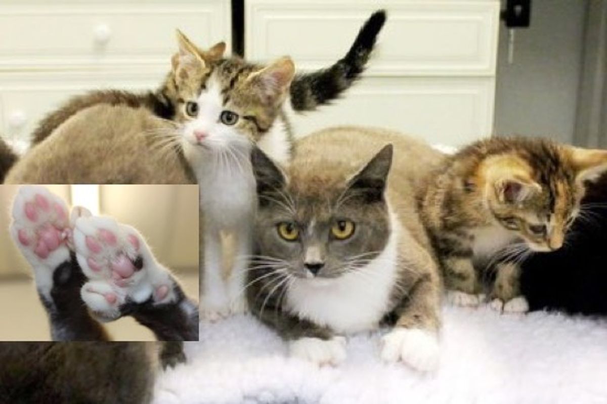Extra-Toed Kitty Family Rescued In Birmingham - 180 Toesies!