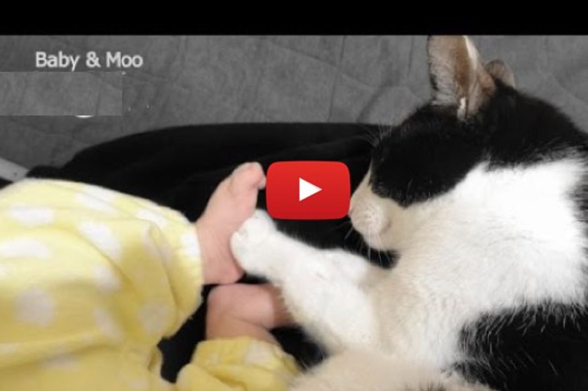 Moo The Cat And The New Baby