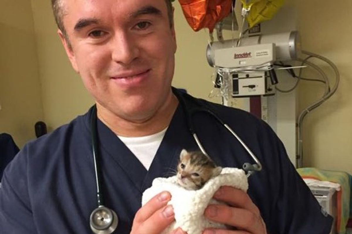 Rescue Kitten And His Foster 'Mom'