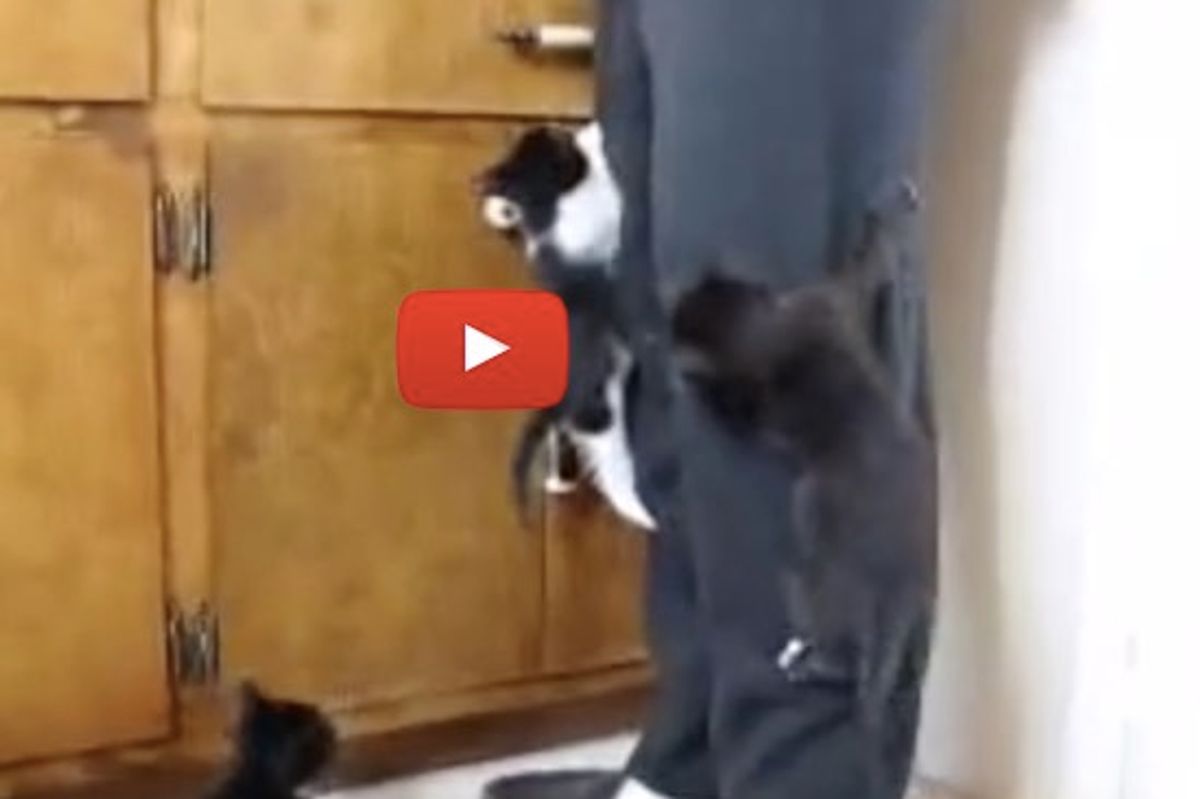 Foster Kittens Take A Hike Up Their Foster Dad