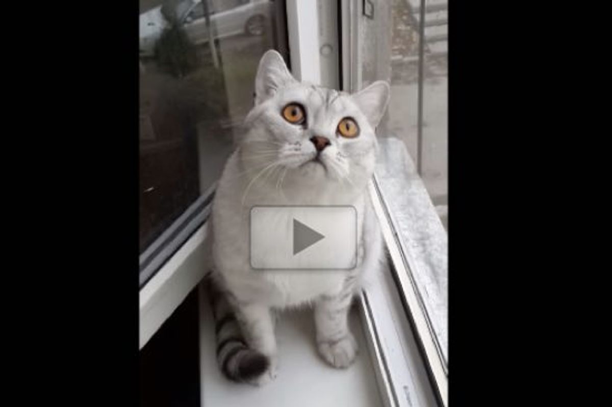 Focused Kitty Is Focused!