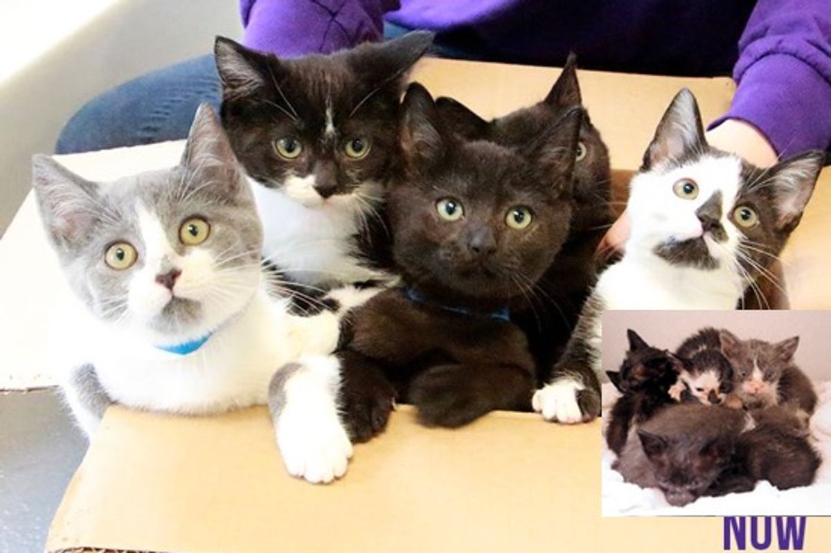 The Bravest Little Kittens: Then And Now