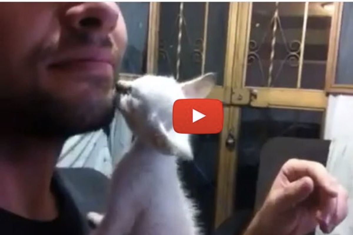 Tiny Kitten Loves Her Human Dad