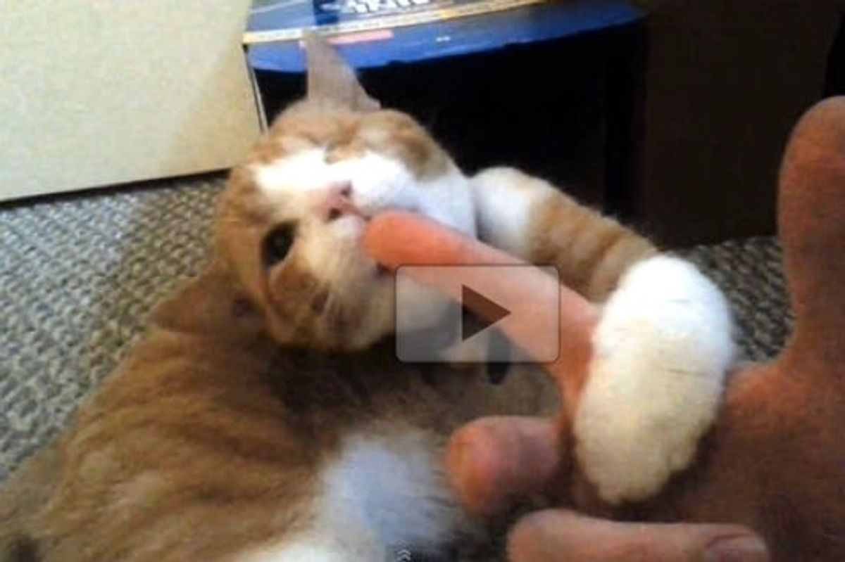 Tripod Henry The Pirate Kitty