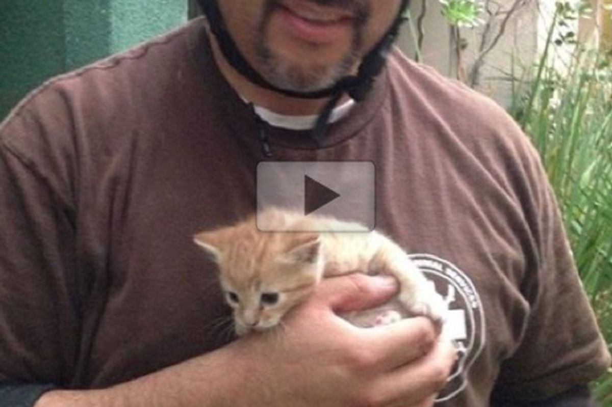 Kitten Trapped Between Walls Saved By Rescuers