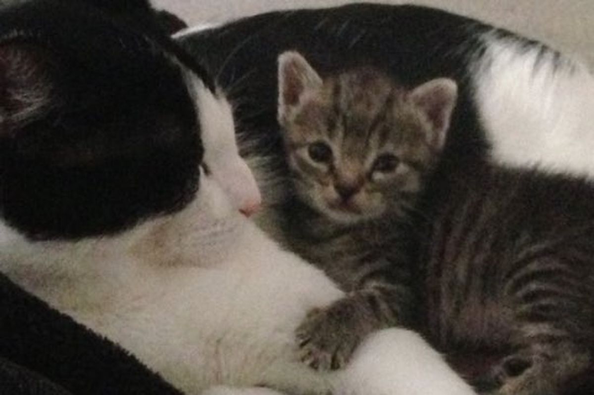 Kitten Found In A Box Now Has A Home