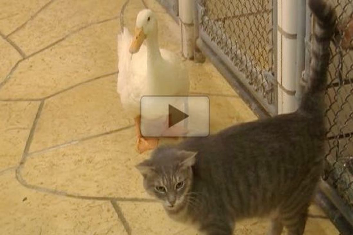 Cat And Duck Adopt Each Other
