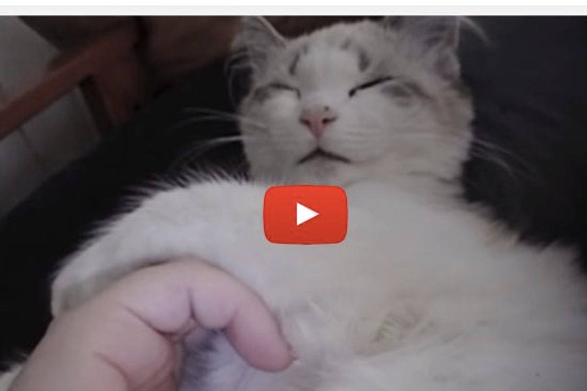 Cute Kitten Demands More Petting