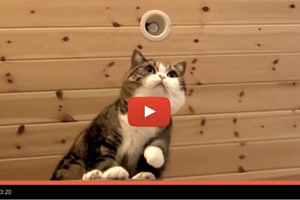 Maru Shows Off His Goofy Side And Tender Side