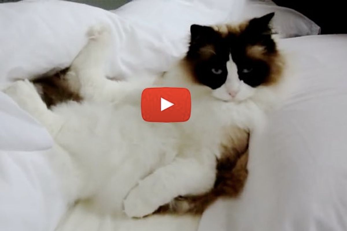 Timo The Cat Spending His Day In Bed (Lying Like a Human)