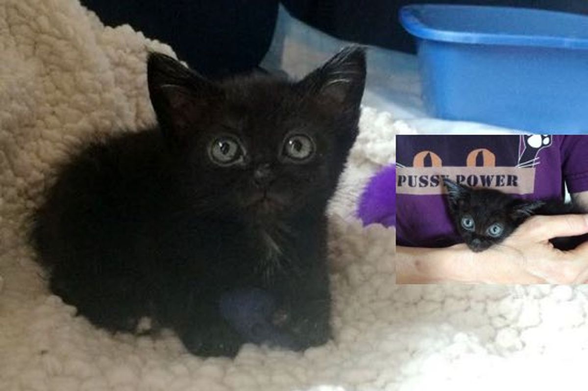 Starla The Kitten Is A Little Fighter