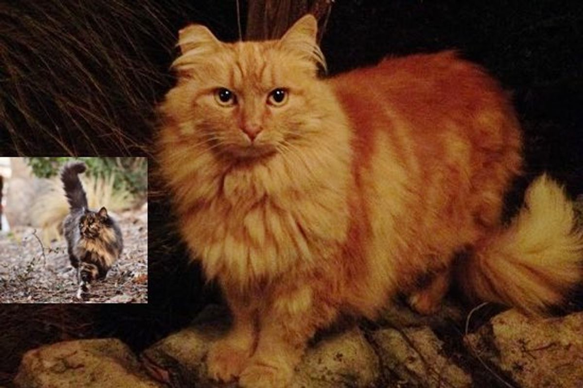 The Feral Cats of Disneyland