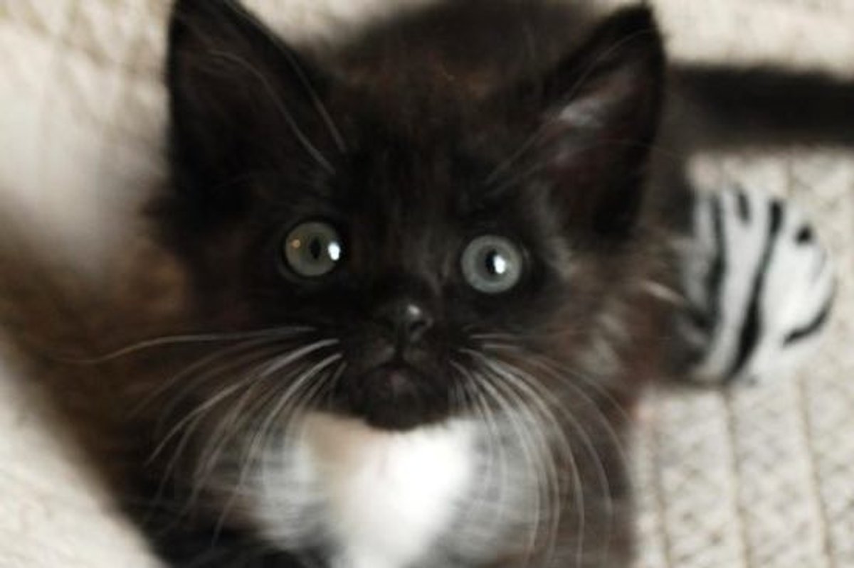 Batman The Cat Finds His Way to Loving Home