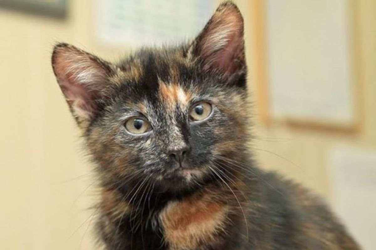 99.96% of Tortoiseshell Cats are Female and Harry is a Boy