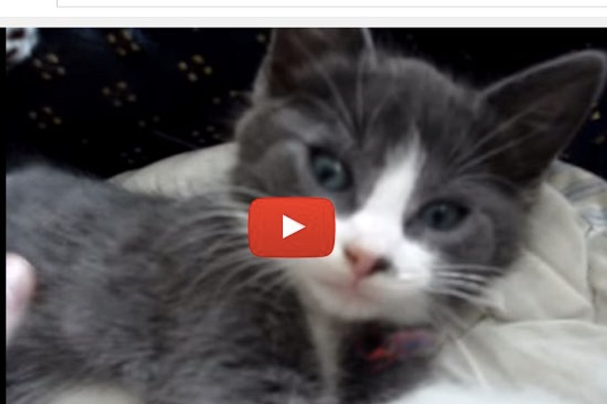 Kitten Having A Chat With Her Human