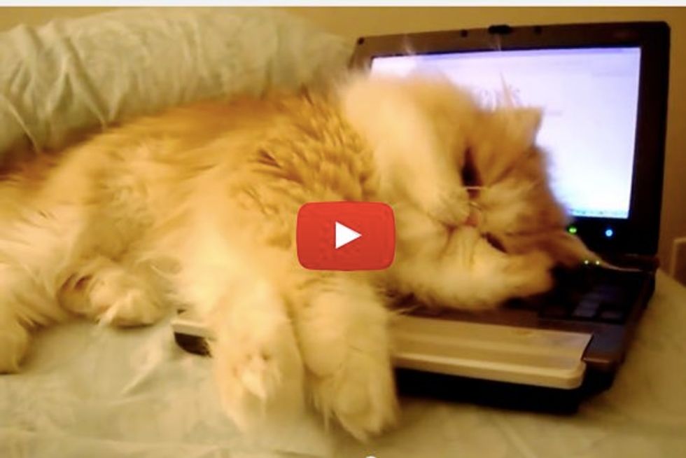 Kitty says " Don't touch MY computer "