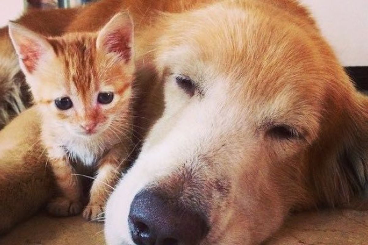 Rescue Ginger Kitten Adopted By Golden Retriever