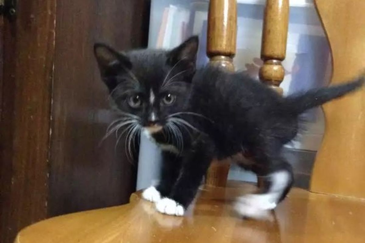Tiny Tuxedo Rescue: Then And Now