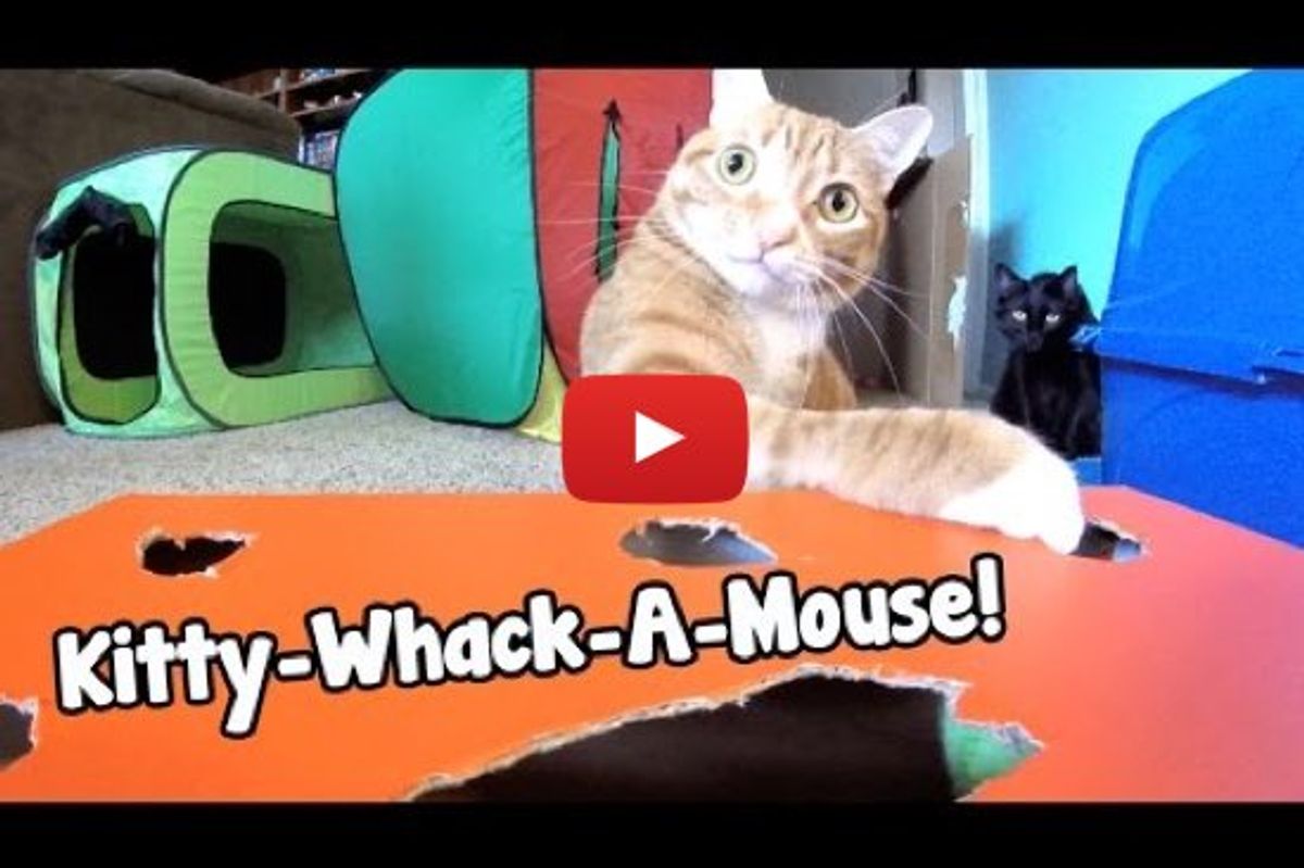 GoPro: Kitty-Whack-A-Mouse!