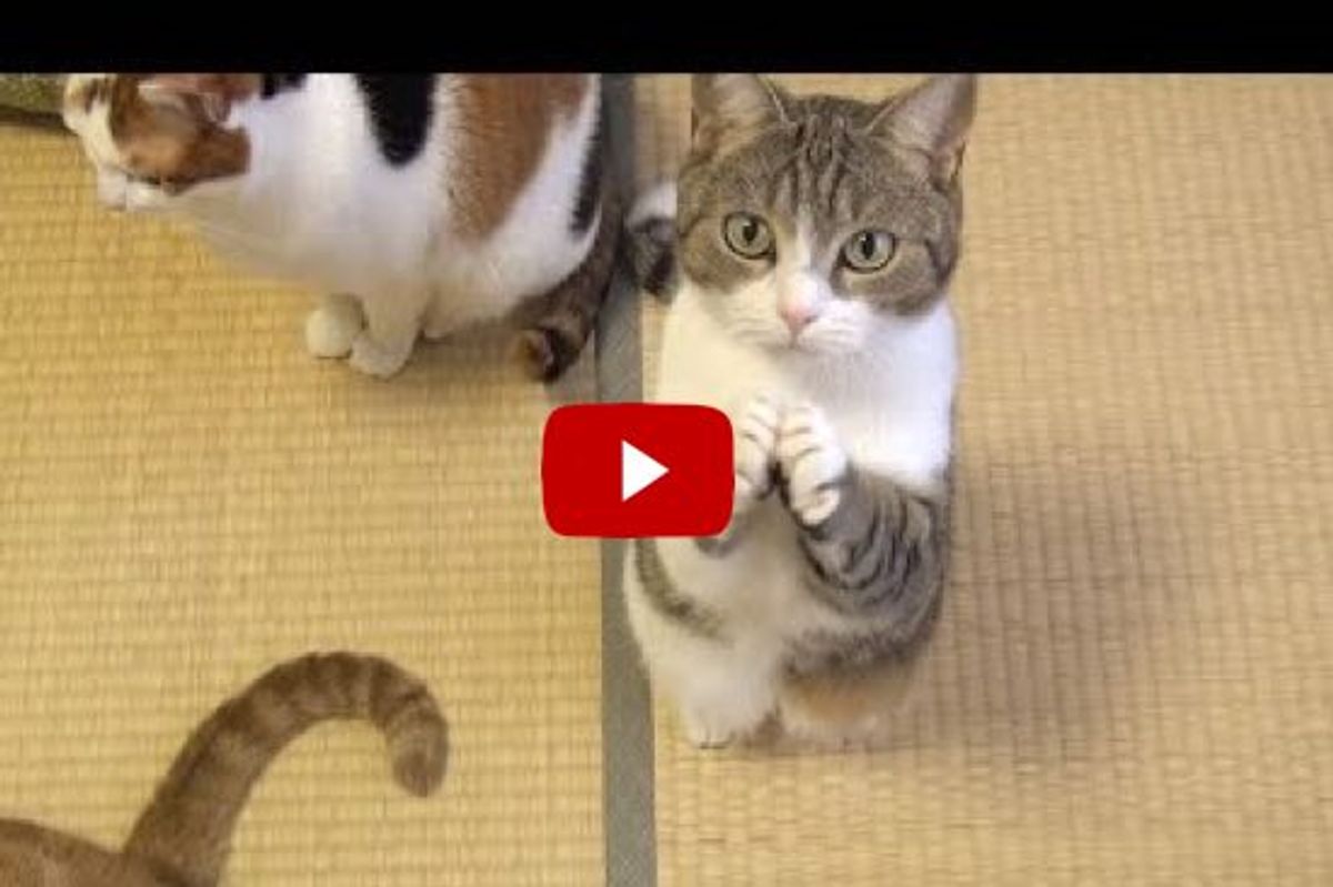 Cute Cat Politely Begging for Fish Treats