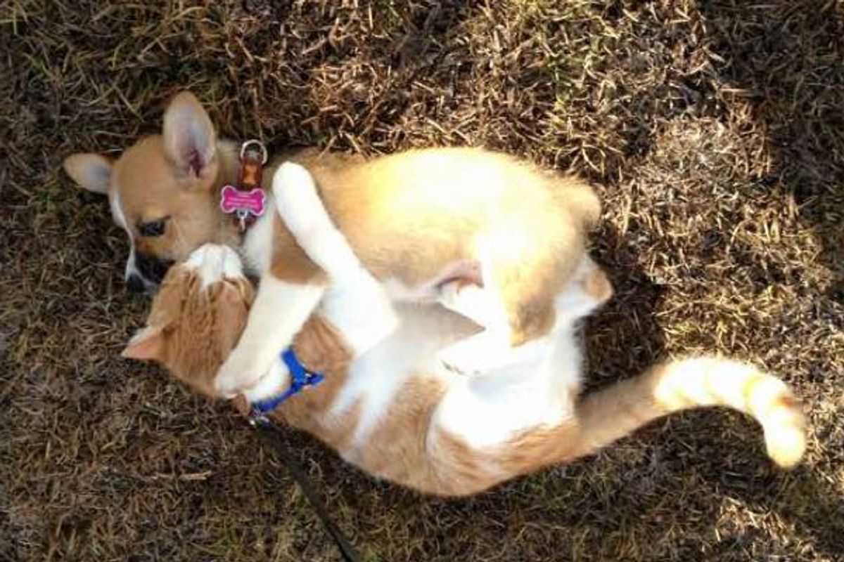 9 Adorable Pics of Cat And His Corgi Best Friends