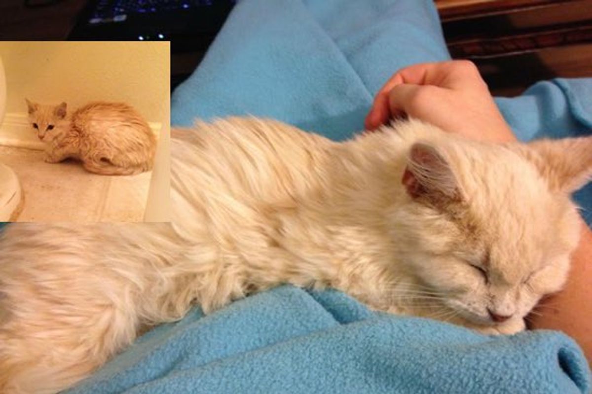 Feral Kitten, See Her Transformation!