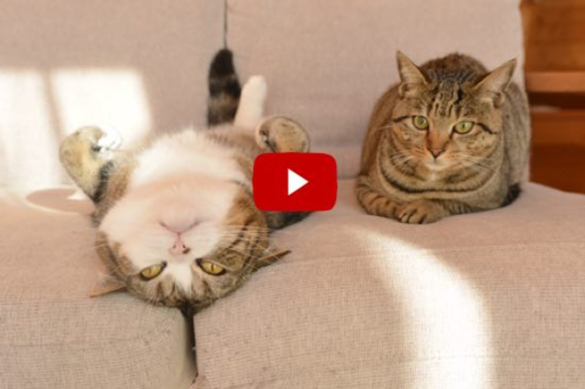 Maru & Hana Sofa ACTION